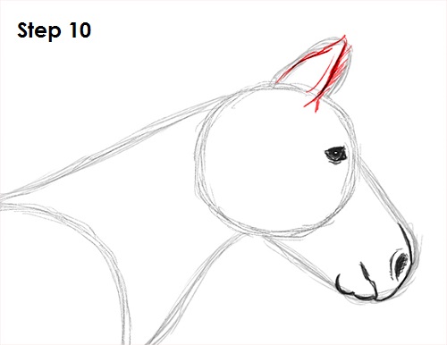 500x386 How To Draw A Zebra - Zebra Head Drawing