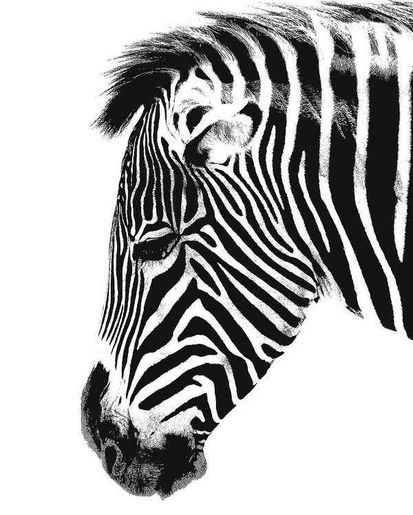 600x749 India Ink Zebra Head Poster - Zebra Head Drawing