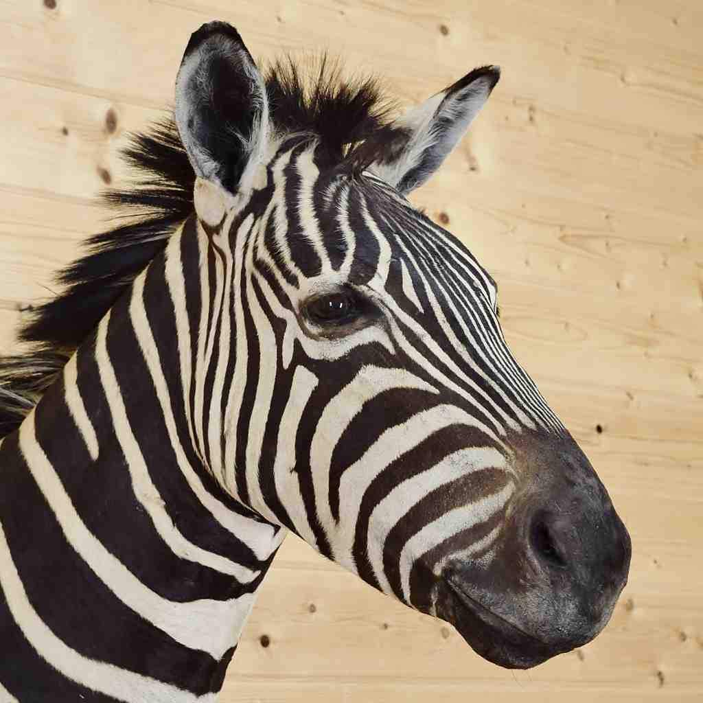 1024x1024 Mounted Zebra Taxidermy Head For Sale - Zebra Head Drawing