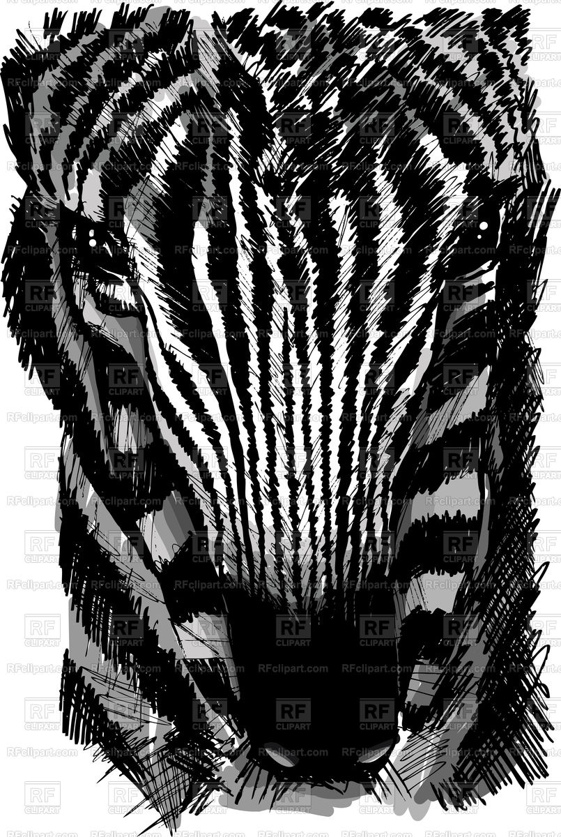 805x1200 Sketch Of A Zebra Head Vector Image Of Plants And Animals - Zebra Head Drawing