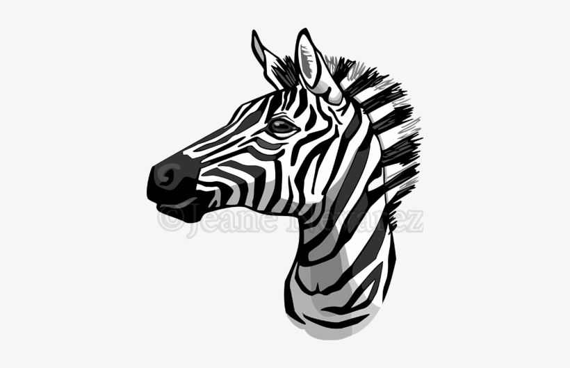 820x530 Art - Zebra Head Drawing