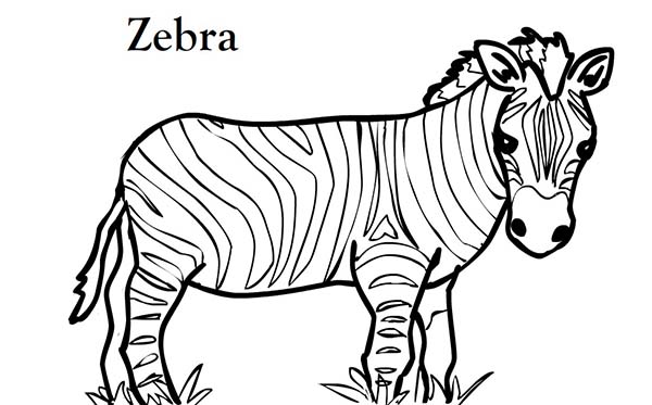 600x373 Zebra Line Drawing At Getdrawings Com Free For Personal Use - Zebra Line Drawing