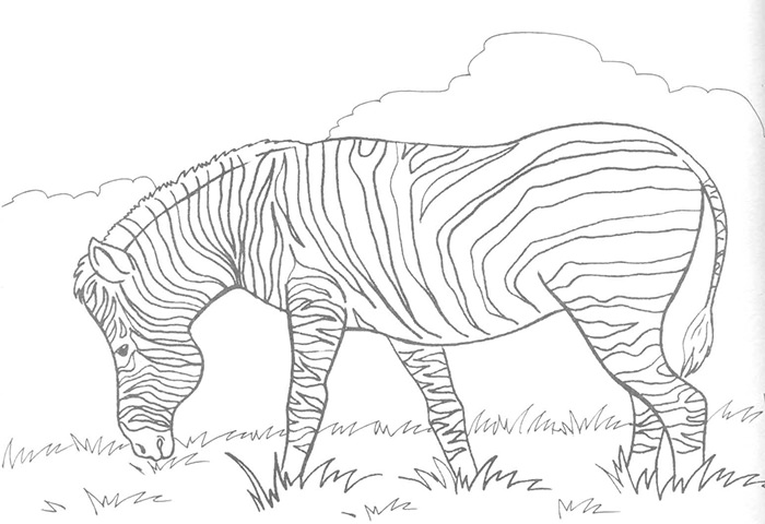 700x480 zebra outline zebra template outline - Zebra Line Drawing