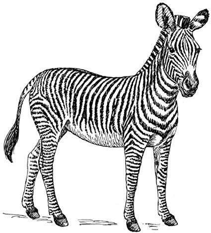 425x470 X Acrylic Fridge Magnet Line Drawing Zebra - Zebra Line Drawing