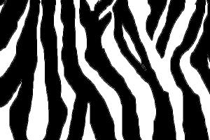 300x200 How To Draw Zebra Print - Zebra Print Drawing
