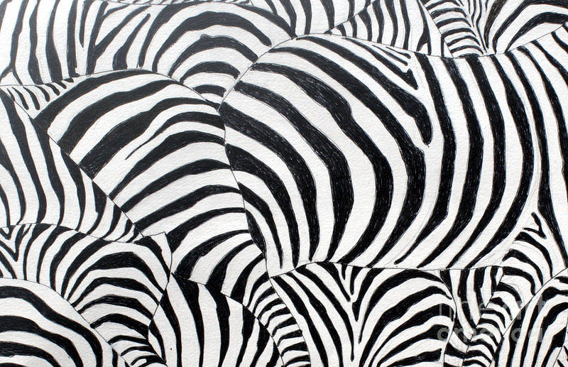 800x517 Zebra Print Drawing - Zebra Print Drawing