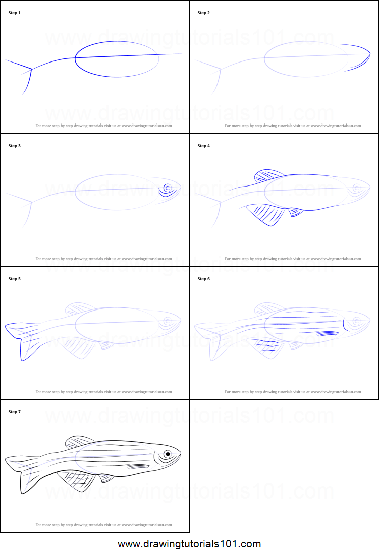751x1107 How To Draw A Zebrafish Printable Step - Zebrafish Drawing