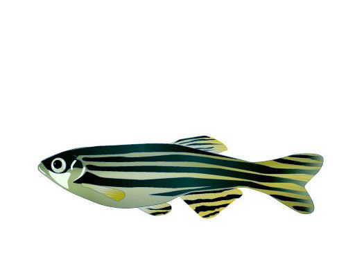 512x384 Jove Science Education Gt Model Organisms Ii Mouse, Zebrafish - Zebrafish Drawing