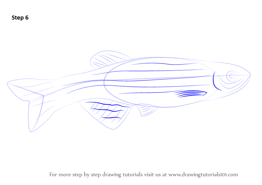 843x596 Learn How To Draw A Zebrafish - Zebrafish Drawing