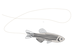 300x215 Noldus Zebrafish - Zebrafish Drawing