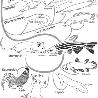 320x320 Pdf What Is The Thalamus In Zebrafish - Zebrafish Drawing