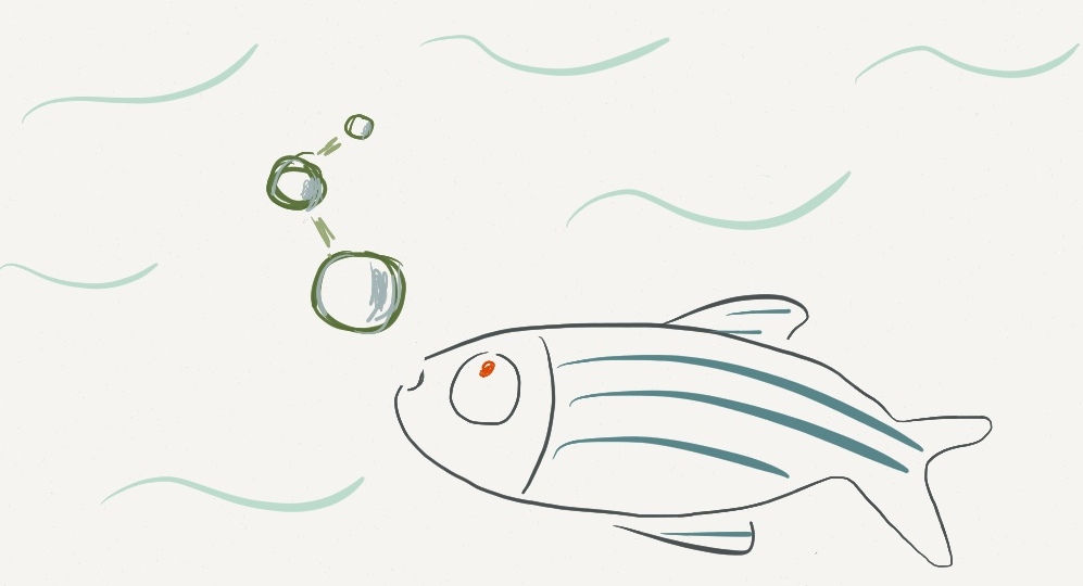 997x540 The Node - Zebrafish Drawing