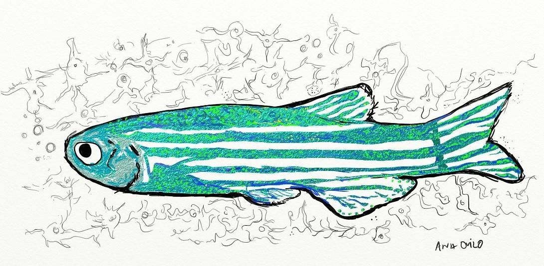 1090x534 The Zebrafish Phenomenon Plathoes Cave Zine - Zebrafish Drawing