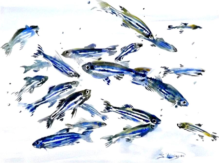 900x671 Zebrafish, Aquarium Fish Suren Nersisyan - Zebrafish Drawing