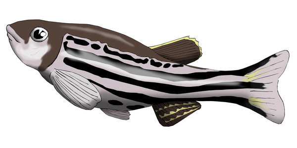 600x300 Zebrafish Embryo Drawing - Zebrafish Drawing