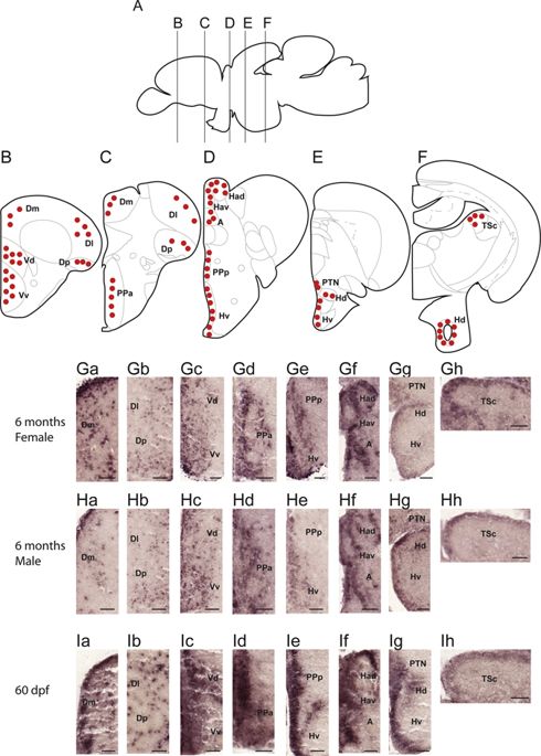 490x685 bpifcl modulates expression under the influence - Zebrafish Drawing