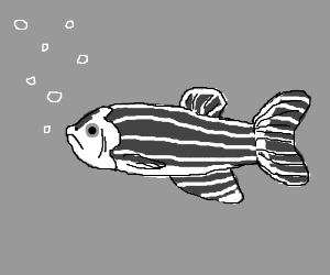 300x250 Zebrafish Drawing - Zebrafish Drawing