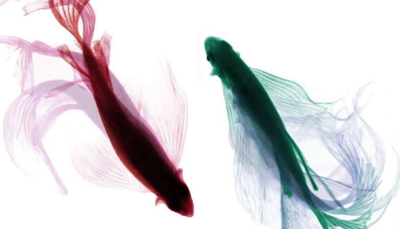 800x450 Zebrafish Interactions Offer Help In Studying Social Behavior - Zebrafish Drawing