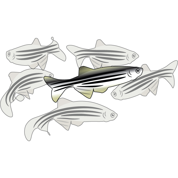 Zebrafish Drawing at PaintingValley.com | Explore collection of