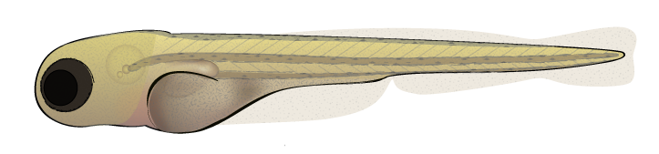 723x169 How To Draw A Zebrafish - Zebrafish Drawing