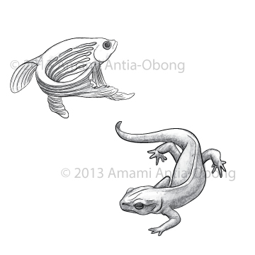 360x360 Drawing Internal Workings - Zebrafish Drawing