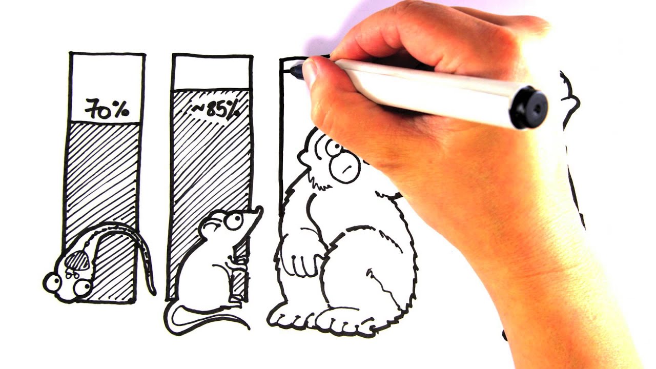 1280x720 Drawn To Science Zebrafish - Zebrafish Drawing