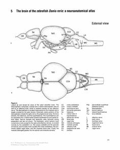 236x294 Embryonic Development Drawing Zebrafish Zebrafish Drawings - Zebrafish Drawing