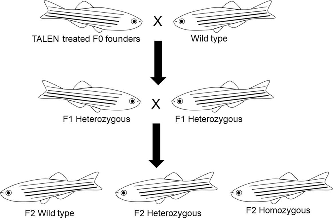 1163x761 Frontiers Nuclear Progestin Receptor - Zebrafish Drawing