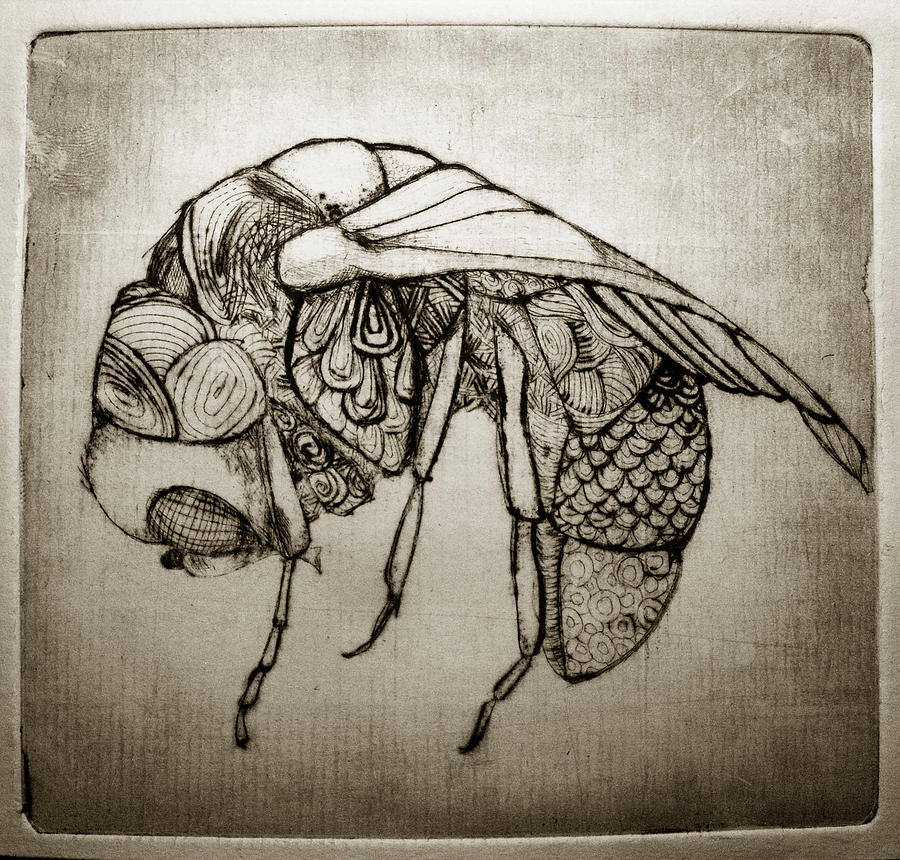 900x860 fly in zinc drawing - Zinc Drawing