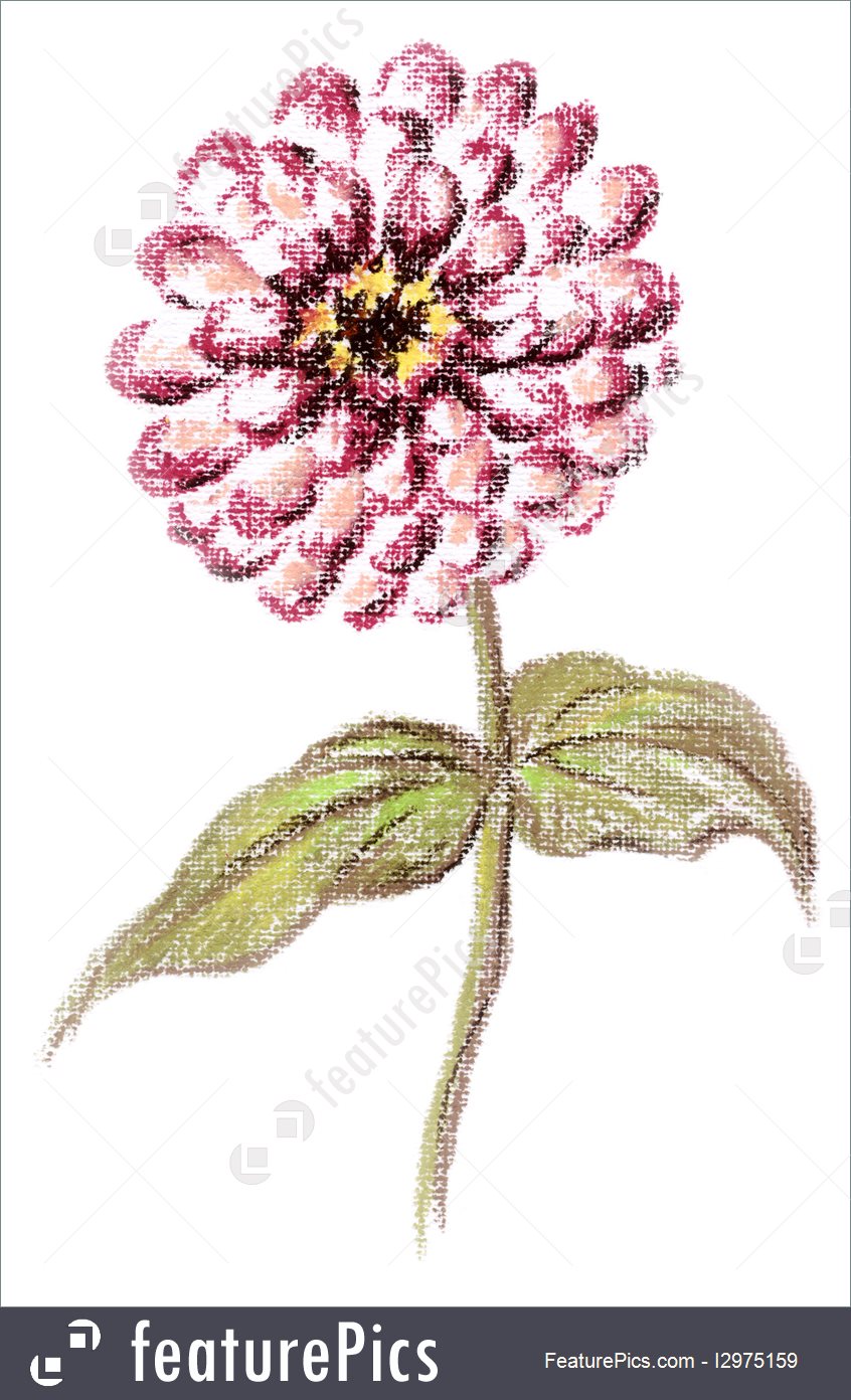 Zinnia Flower Drawing at Explore collection of