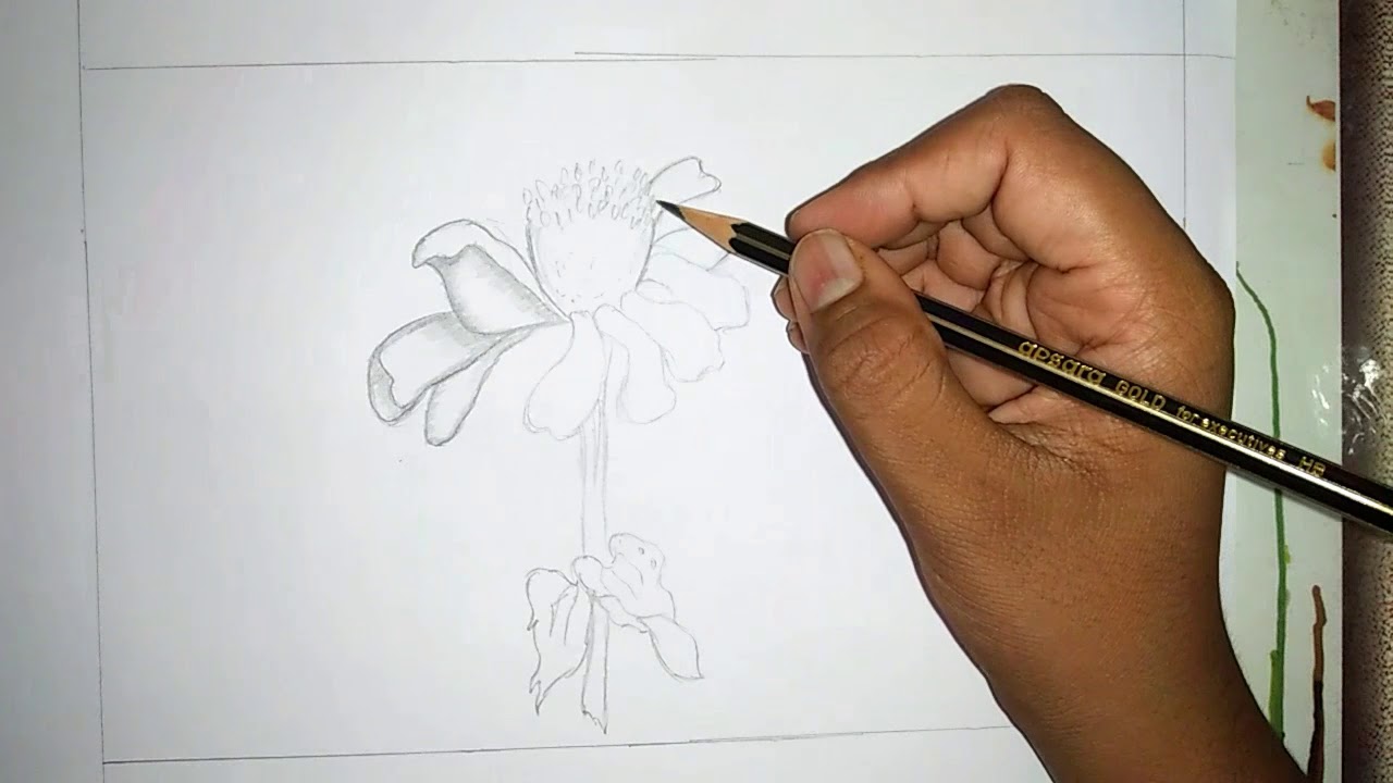 1280x720 simple pencil drawing of zinnia flower nature drawing - Zinnia Flower Drawing