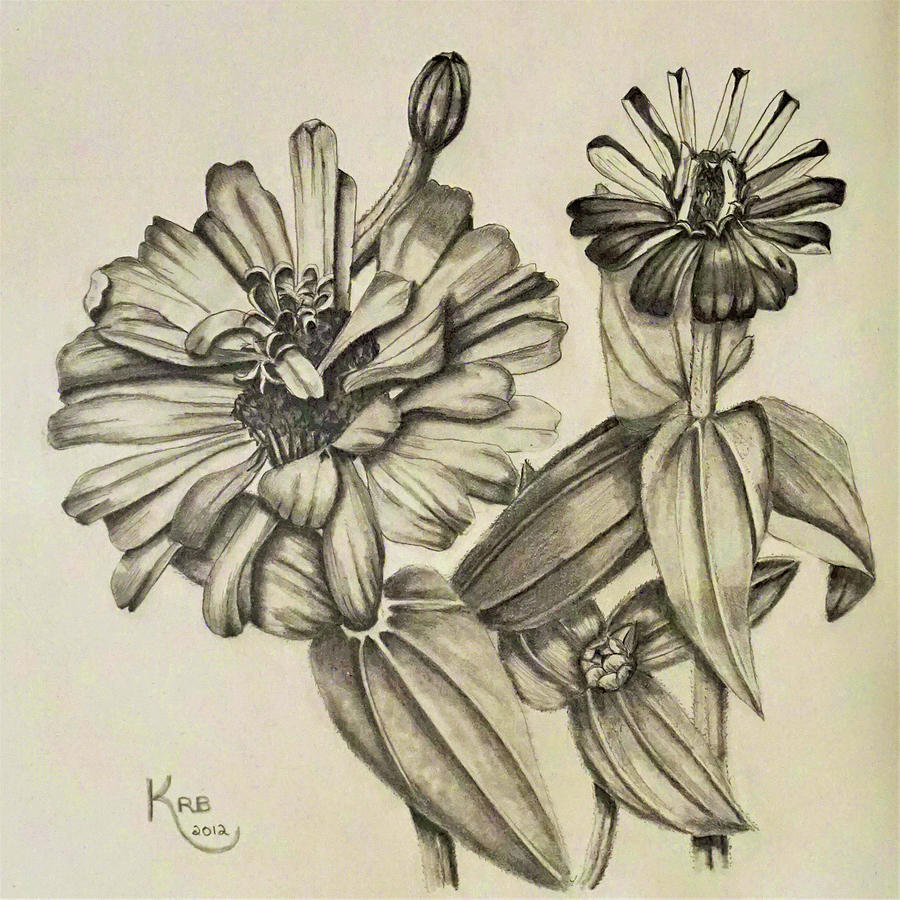 900x900 zinnia drawing drawing - Zinnia Flower Drawing