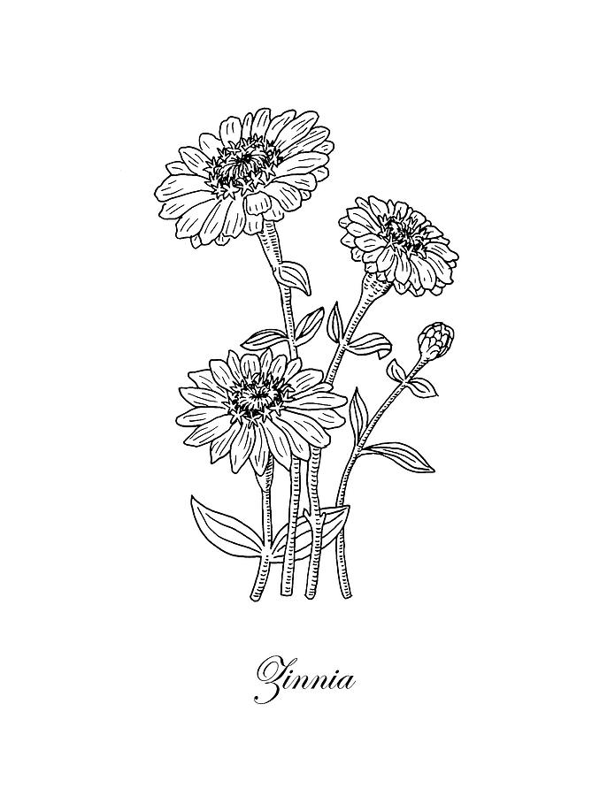 Zinnia Flower Drawing at Explore collection of