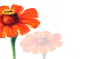 300x210 zinnia flower drawing - Zinnia Flower Drawing