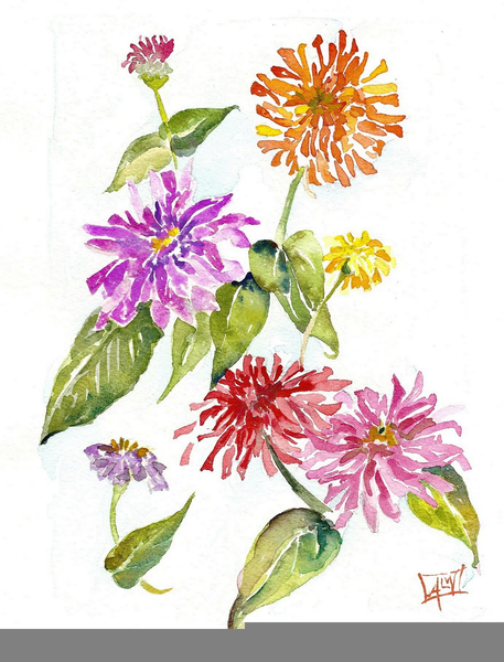 457x600 zinnia flower drawing free images - Zinnia Flower Drawing