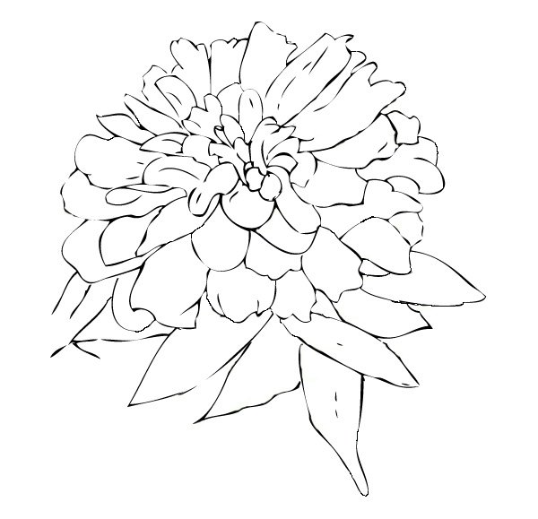 600x579 zinnia flower drawing - Zinnia Flower Drawing