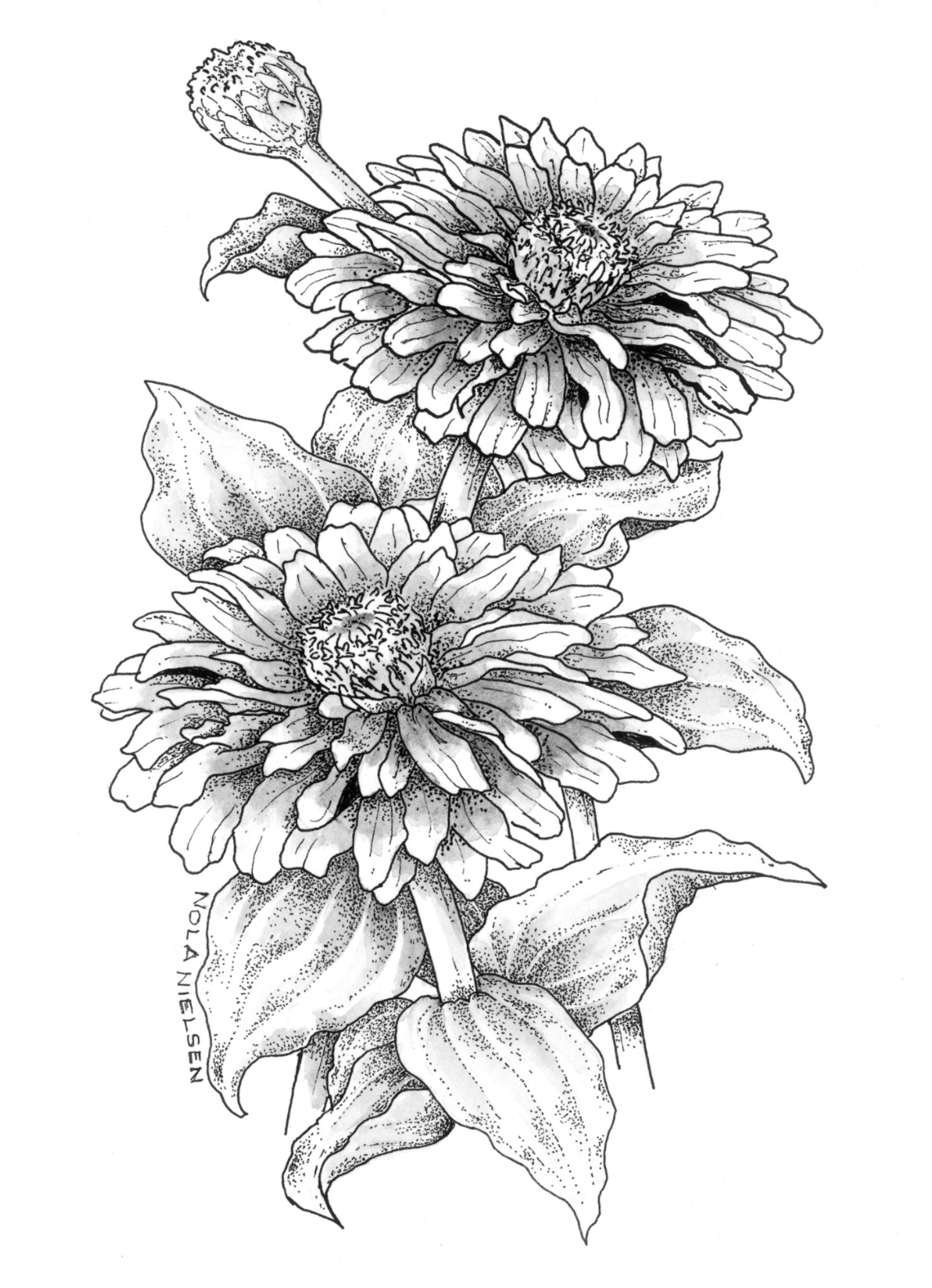 Zinnia Flower Drawing at Explore collection of
