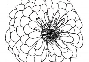 300x210 pagesrhsupercoloringcom vector sketch background stock royalty - Zinnia Flower Drawing