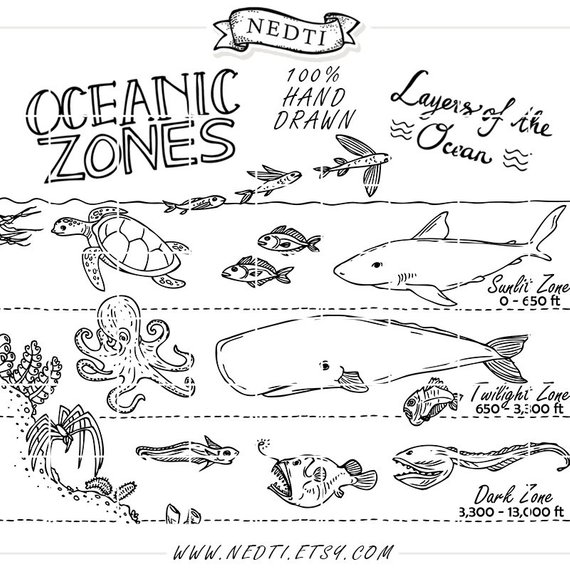 570x570 oceanic zones educational clipart, earth science, hand drawn - Zone Drawing