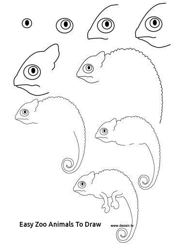 384x512 Easy Zoo Animals To Draw The Best - Zoo Animals Drawing