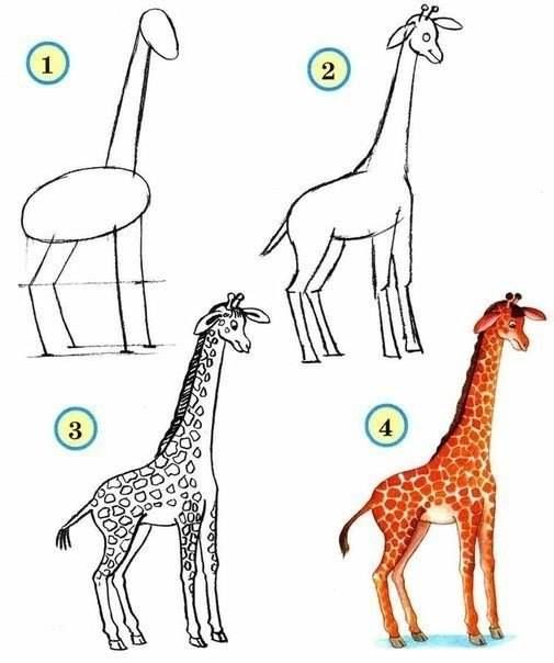 505x604 How To Draw Zoo Animals Easily Pebble Art Drawings - Zoo Animals Drawing
