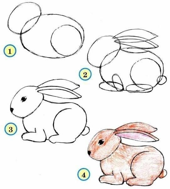542x604 How To Draw Zoo Animals Easily - Zoo Animals Drawing