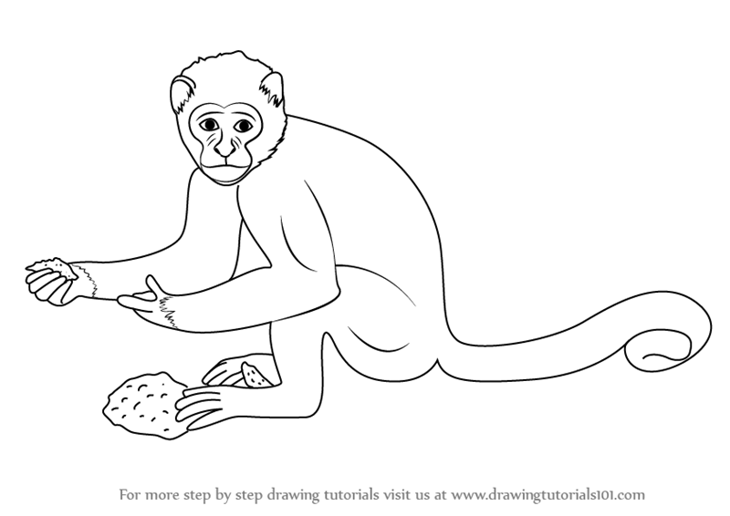 800x566 Learn How To Draw A Monkey - Zoo Animals Drawing