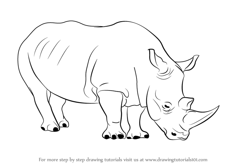 800x566 Learn How To Draw A Rhinoceros - Zoo Animals Drawing