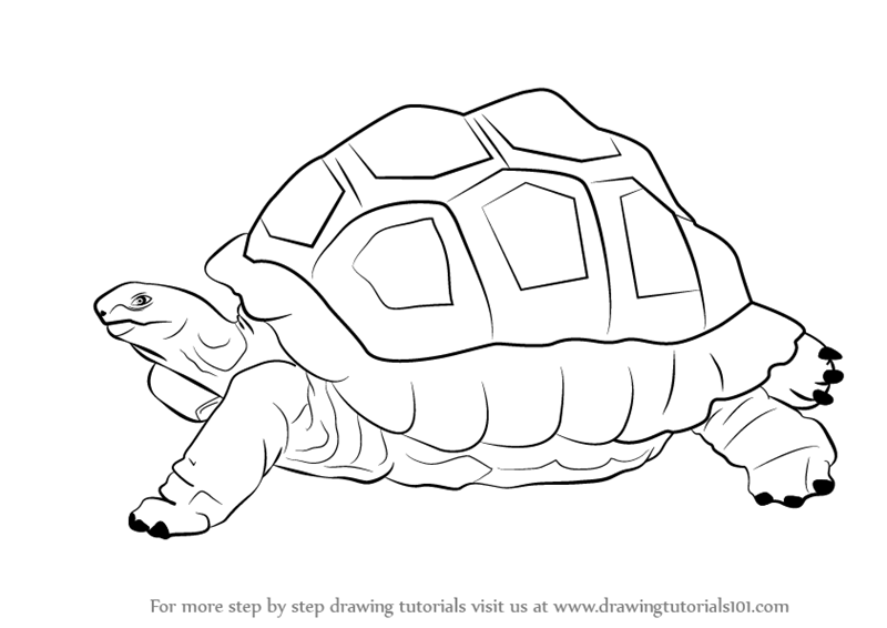 800x566 Learn How To Draw A Tortoise - Zoo Animals Drawing