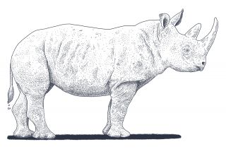 320x211 Vink's Things Zoo Animals - Zoo Animals Drawing