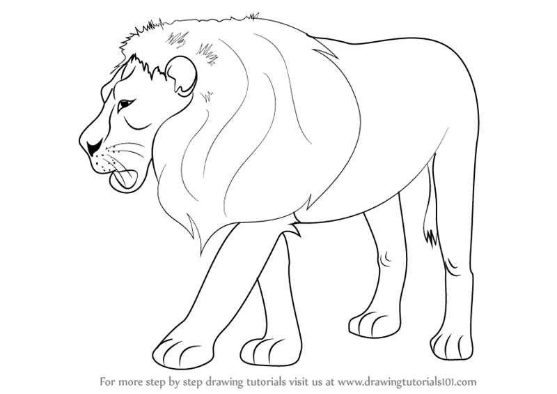 800x565 Learn How To Draw A Lion - Zoo Drawing