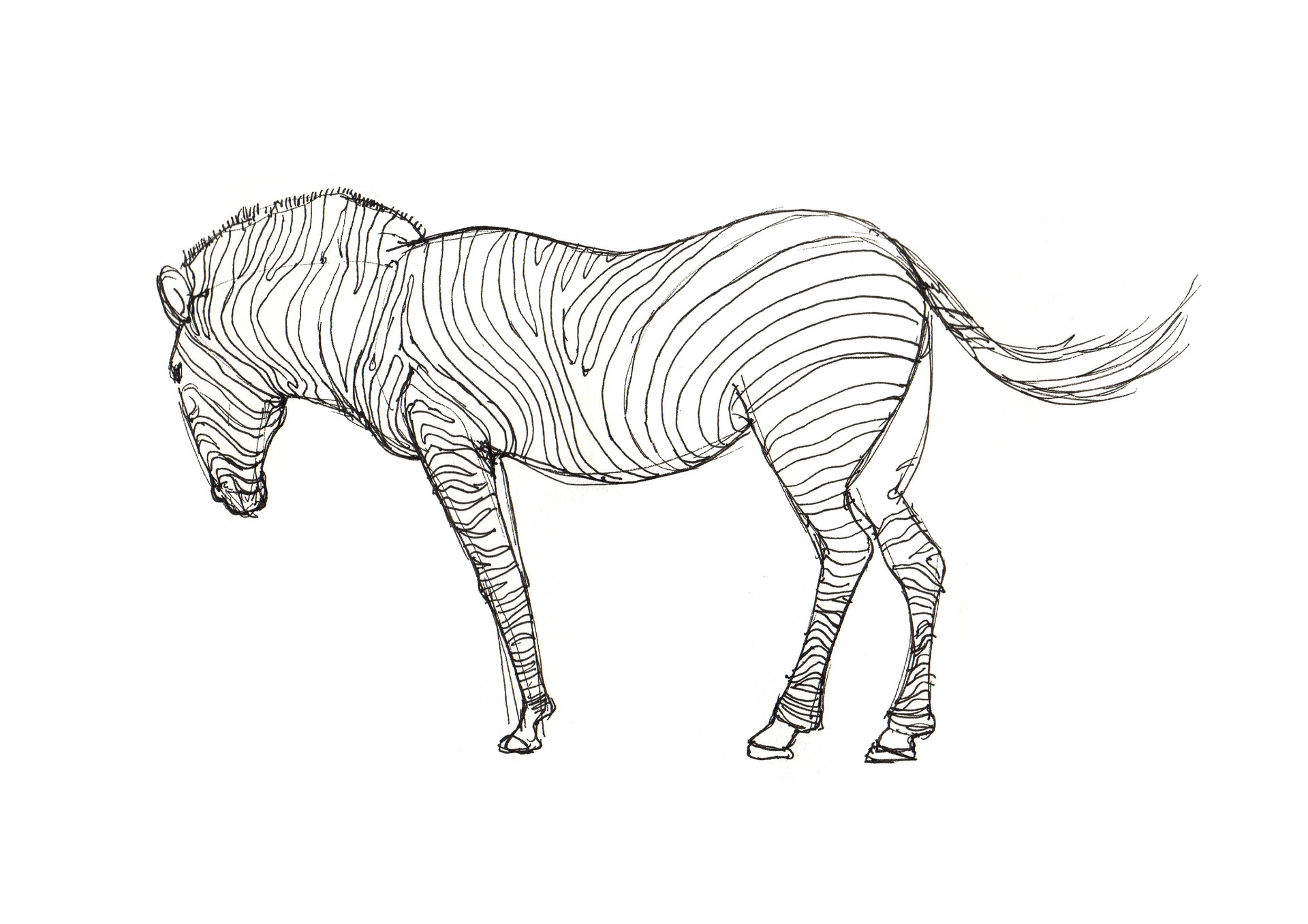 1920x1357 Lim Wai Yee - Zoo Drawing