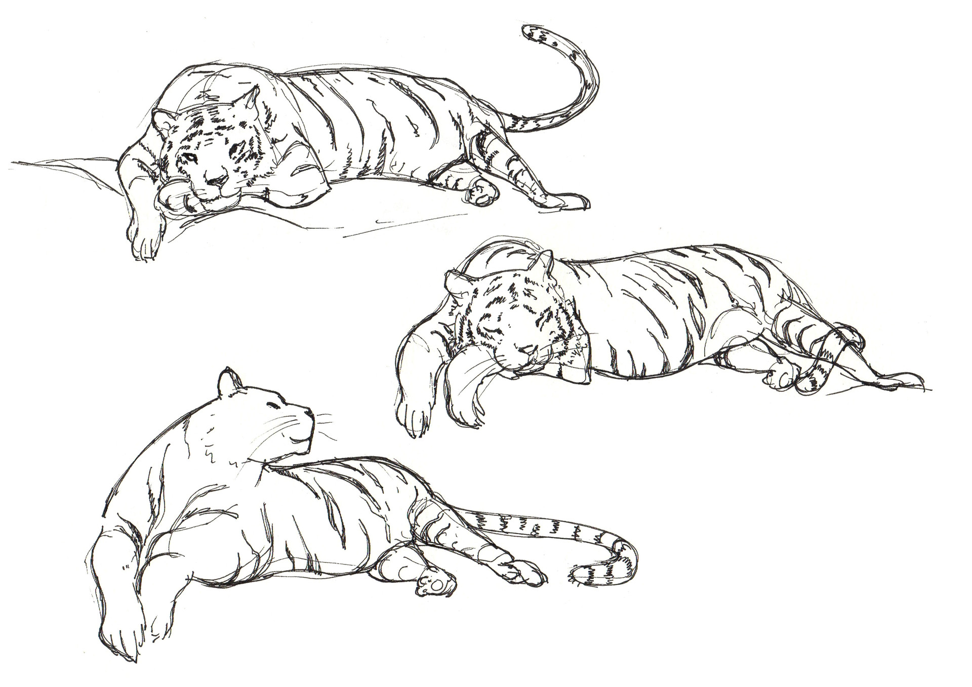 1920x1357 Artstation - Zoo Drawing