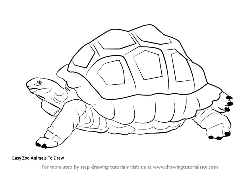 800x566 Easy Zoo Animals To Draw Animals Step - Zoo Drawing For Kid